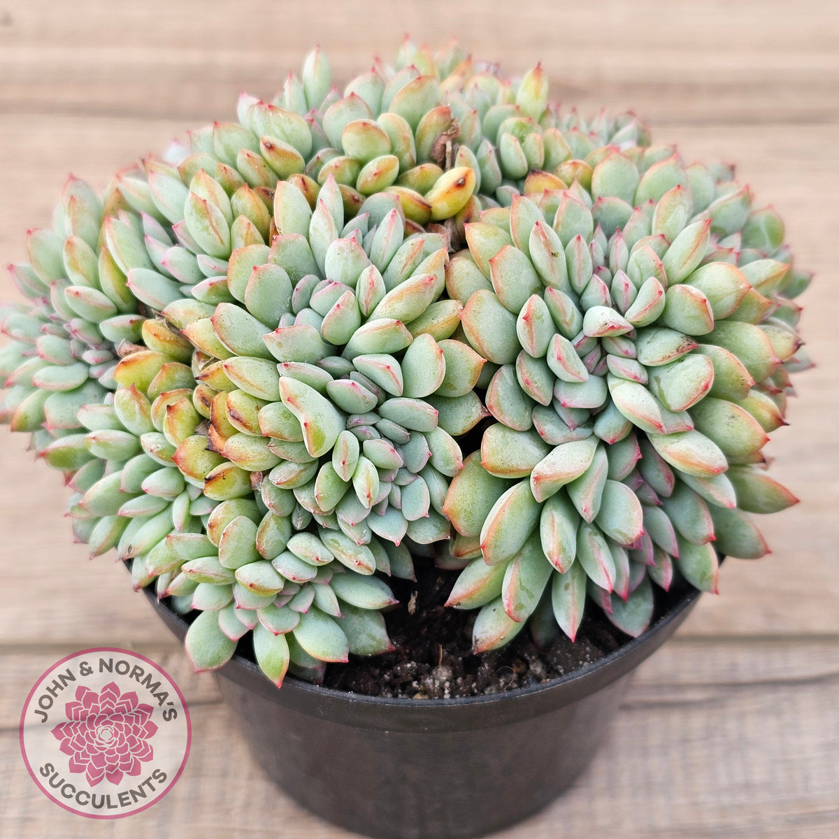 Echeveria 'Pink Edge' Crest