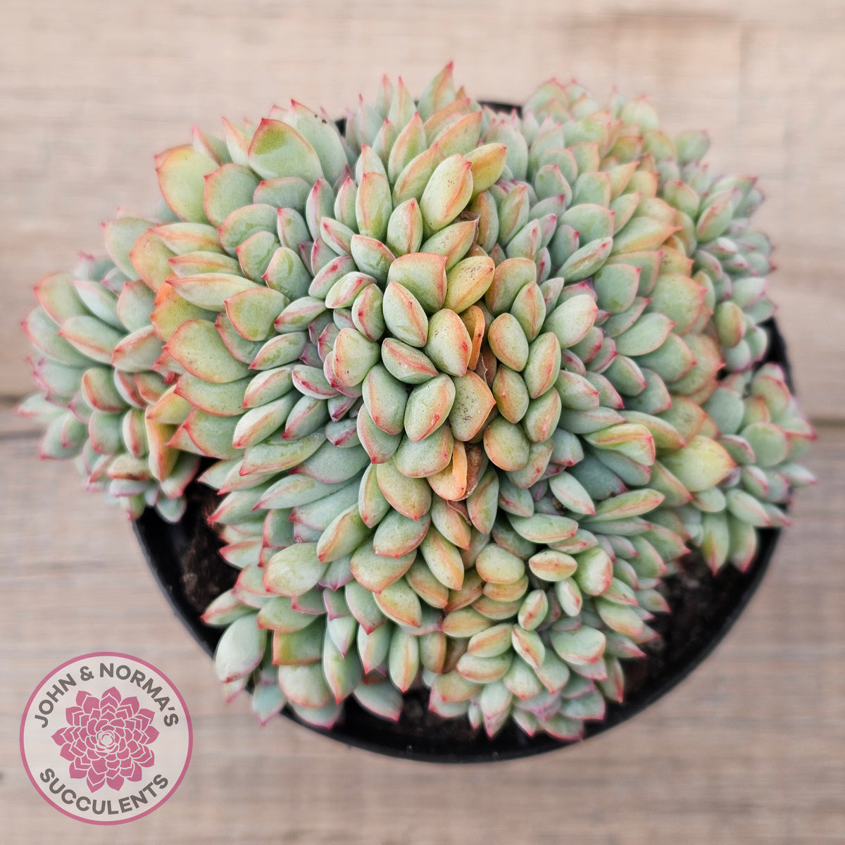 Echeveria 'Pink Edge' Crest