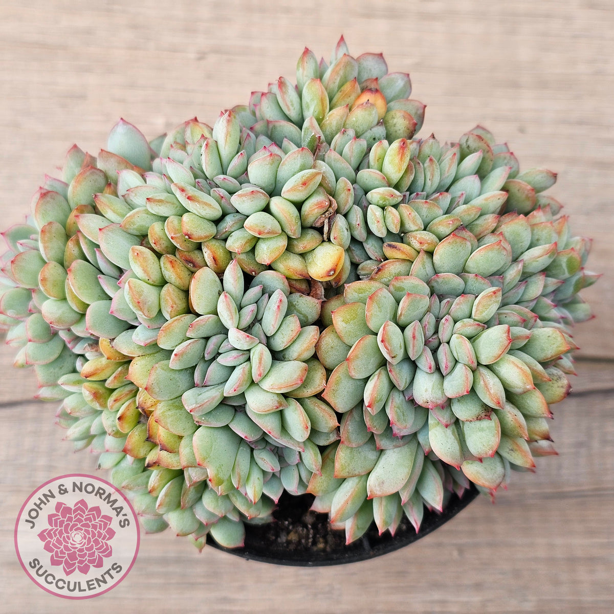 Echeveria 'Pink Edge' Crest