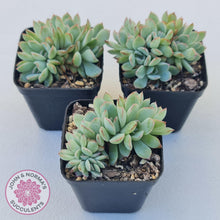Load image into Gallery viewer, Echeveria 'Pink Edge' Crest - John & Norma's Succulents Australia