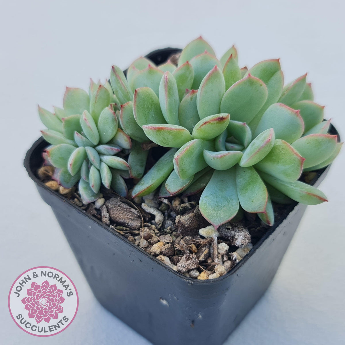 Echeveria 'Pink Edge' Crest