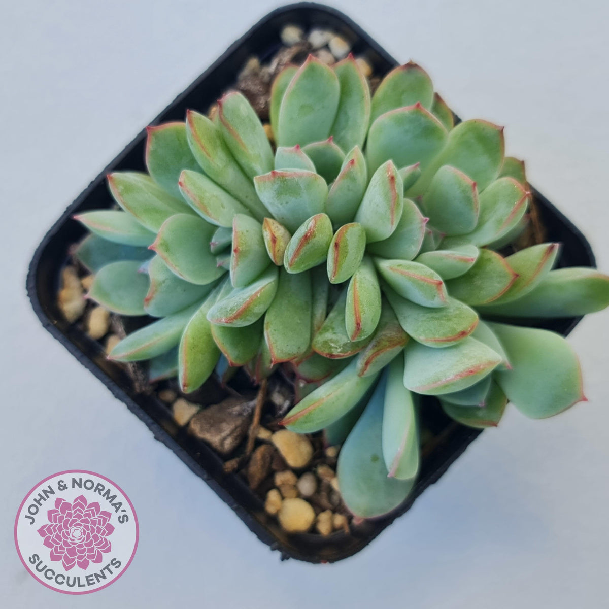 Echeveria 'Pink Edge' Crest