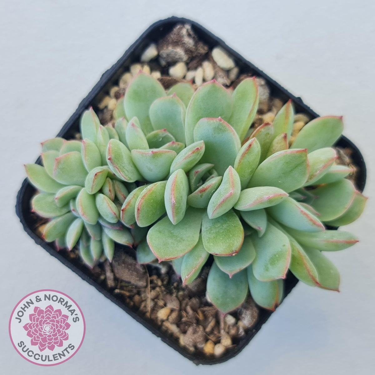 Echeveria 'Pink Edge' Crest