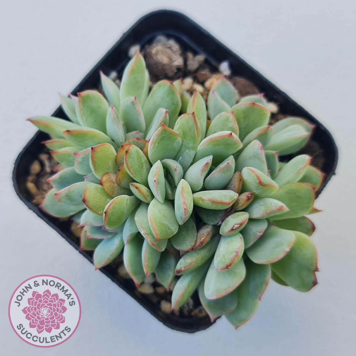 Echeveria 'Pink Edge' Crest