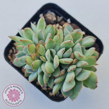 Load image into Gallery viewer, Echeveria 'Pink Edge' Crest - John & Norma's Succulents Australia
