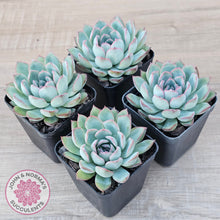 Load image into Gallery viewer, Echeveria 'Pink Edge'