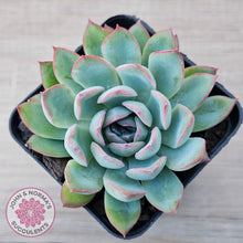 Load image into Gallery viewer, Echeveria 'Pink Edge'