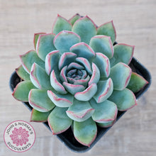 Load image into Gallery viewer, Echeveria 'Pink Edge'