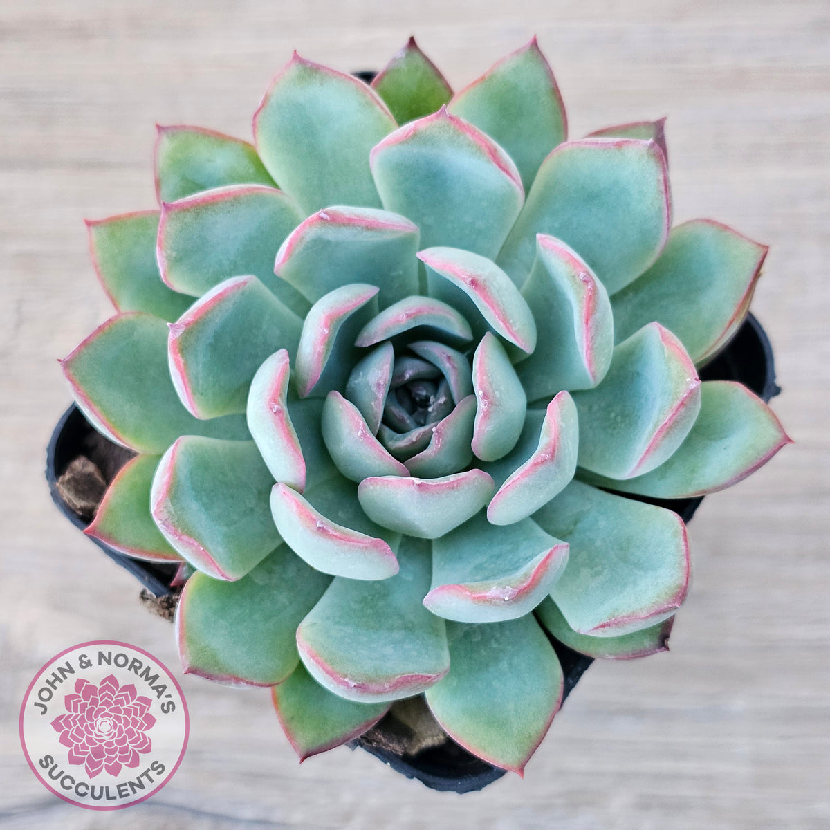 Echeveria 'Pink Edge'