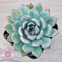 Load image into Gallery viewer, Echeveria 'Pink Edge'