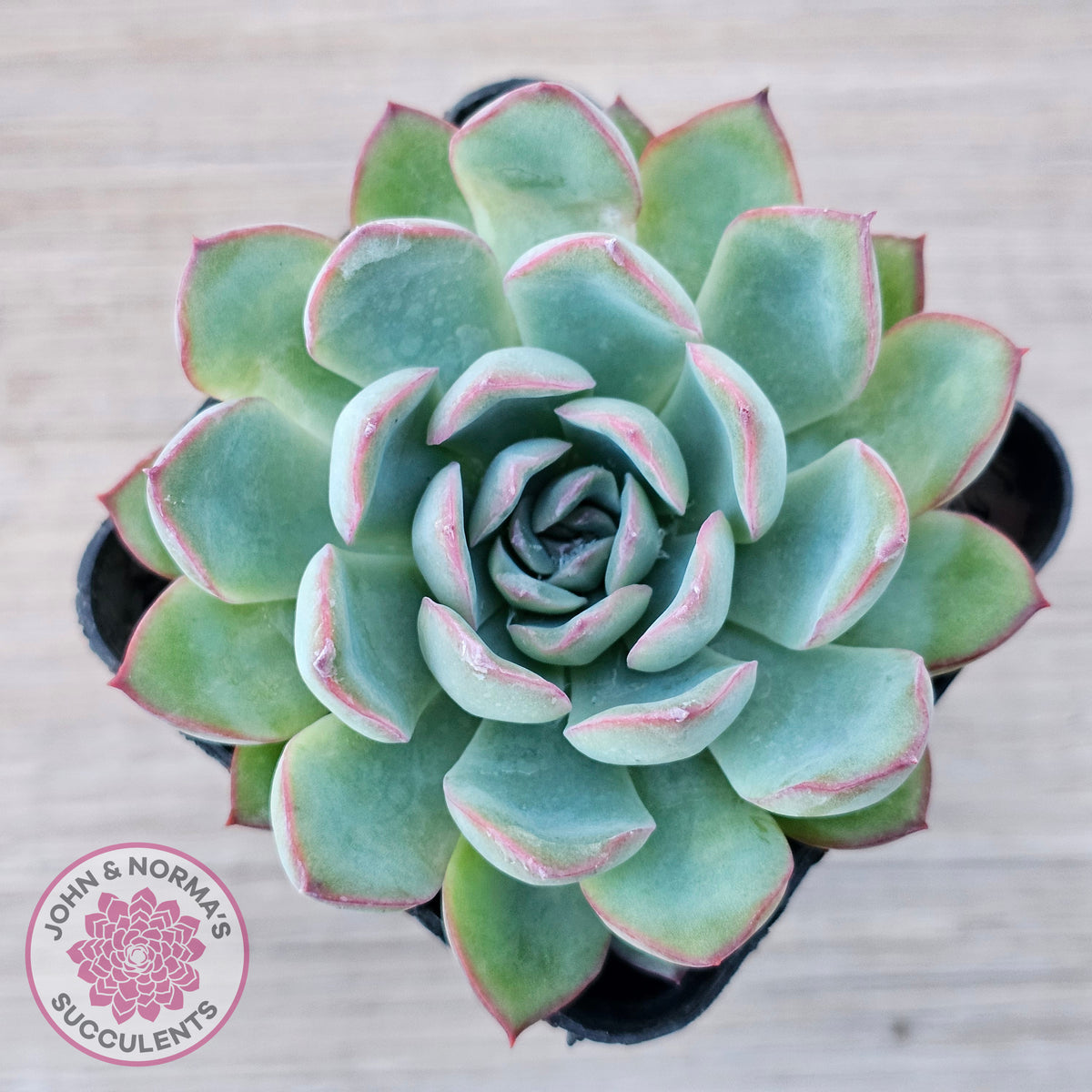 Echeveria 'Pink Edge'