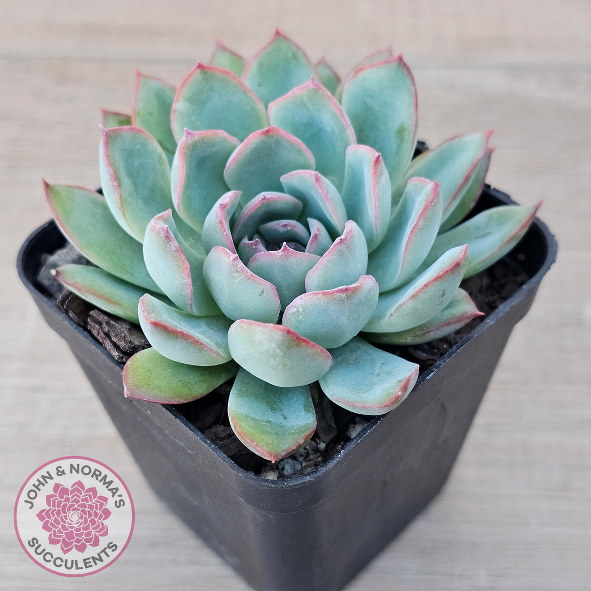 Echeveria 'Pink Edge'