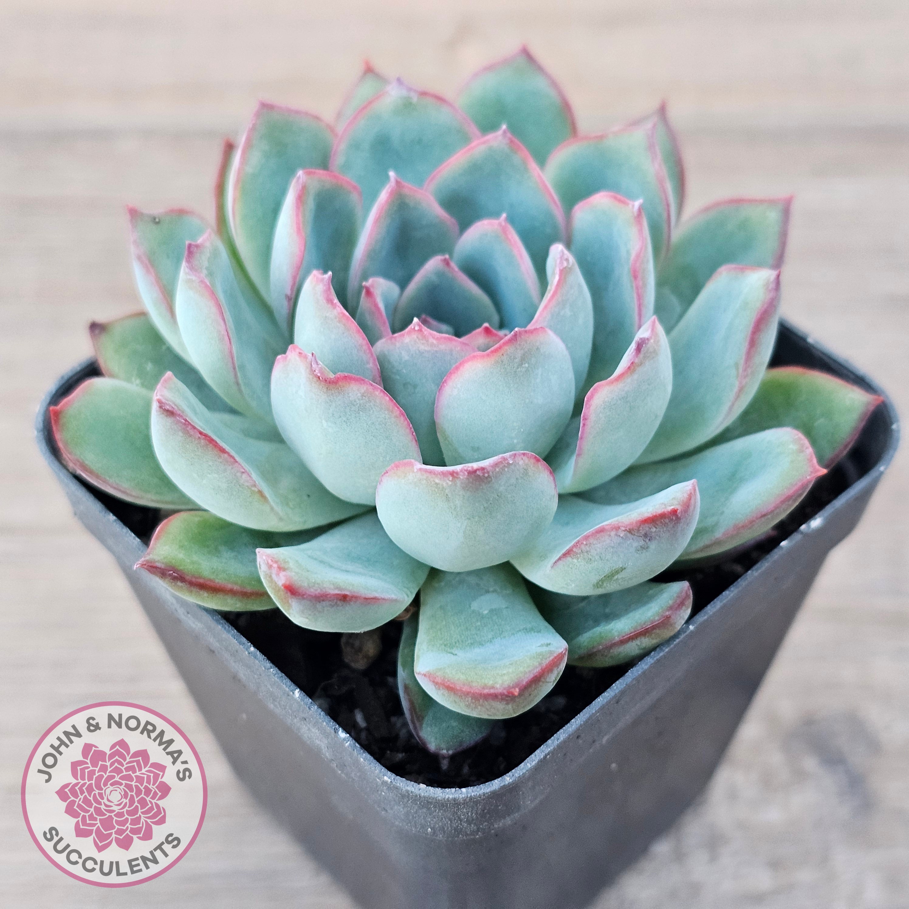 pink tips on succulent Buy Echeveria 'Pink Edge' Australia