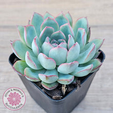 Load image into Gallery viewer, Echeveria 'Pink Edge'