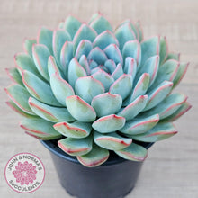 Load image into Gallery viewer, Echeveria 'Pink Edge' - 100mm Large - John & Norma's Succulents Australia