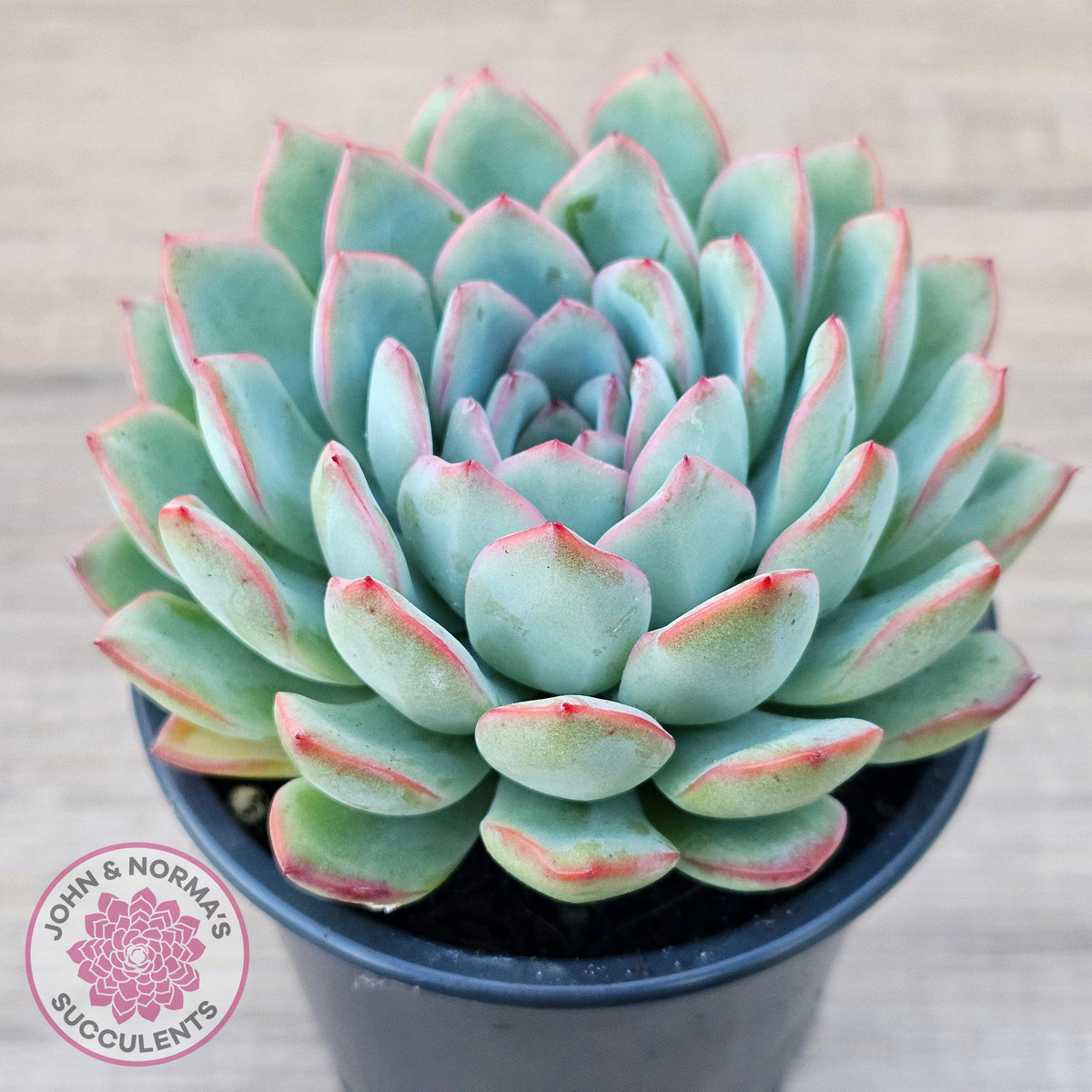 Echeveria 'Pink Edge' - 100mm Large