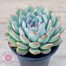 Load image into Gallery viewer, Echeveria 'Pink Edge' - 100mm Large - John & Norma's Succulents Australia