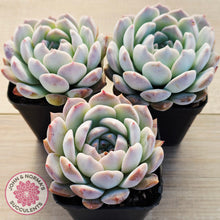 Load image into Gallery viewer, Echeveria 'Pink Glass'