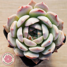Load image into Gallery viewer, Echeveria 'Pink Glass'