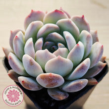 Load image into Gallery viewer, Echeveria 'Pink Glass'