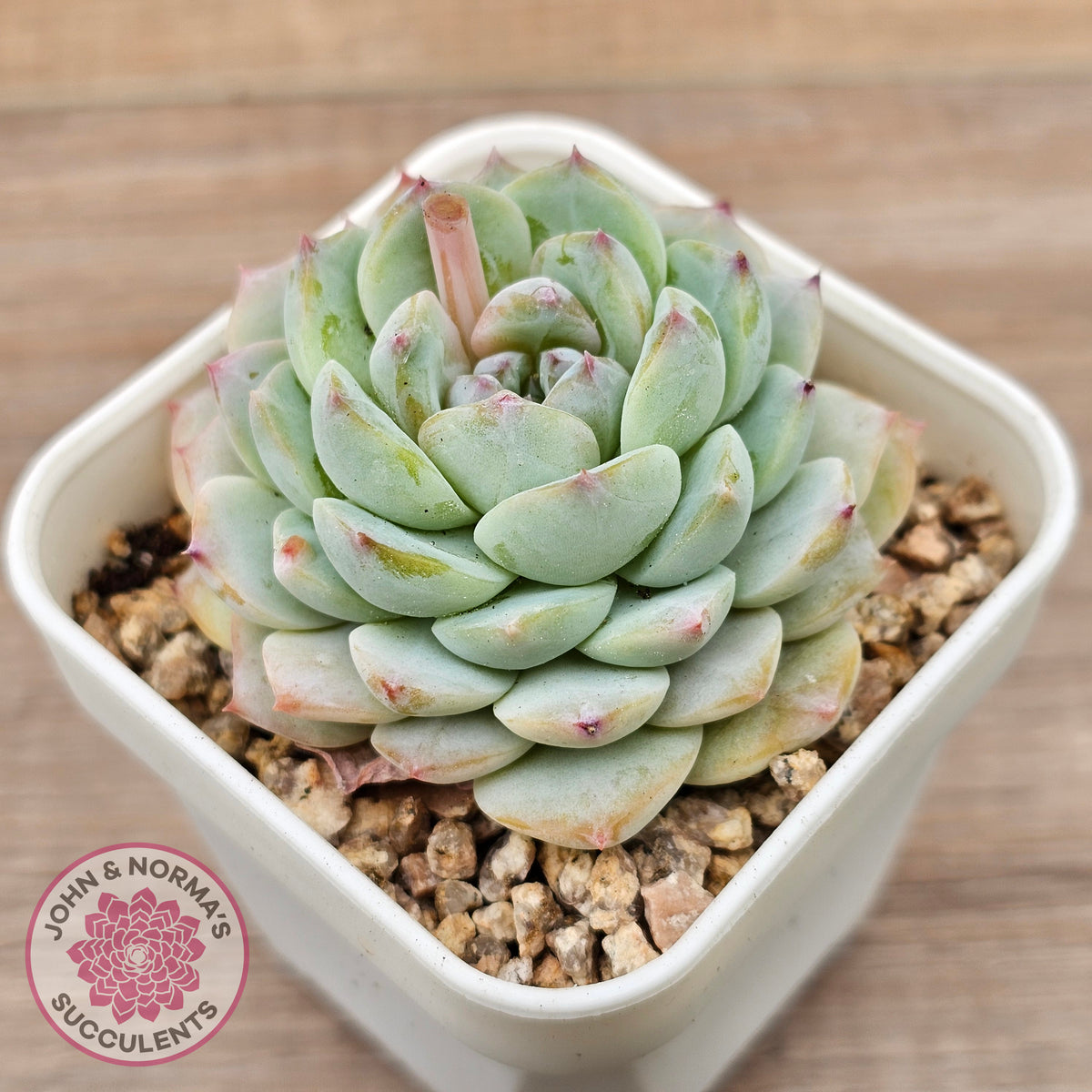 Echeveria 'Pink Ice Heart'