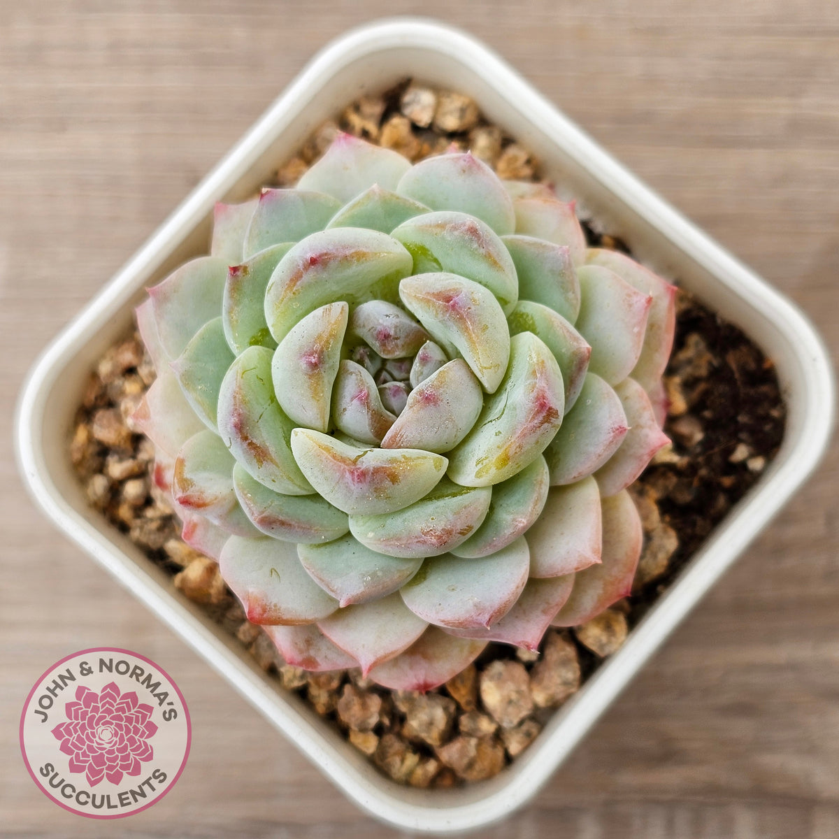 Echeveria 'Pink Ice Heart'