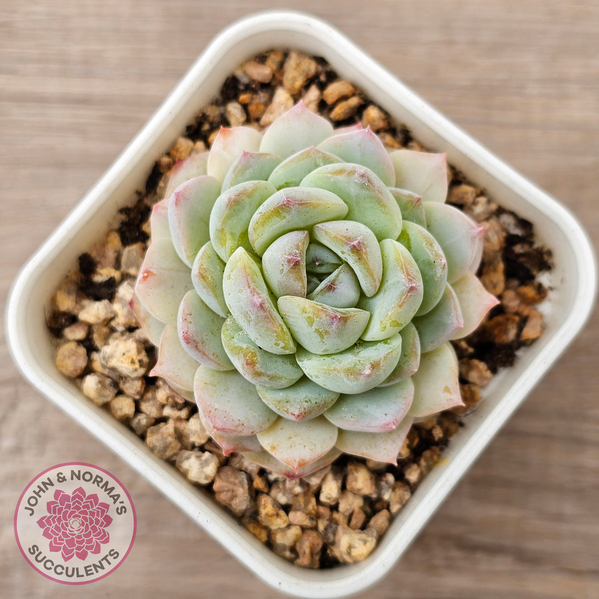 Echeveria 'Pink Ice Heart'