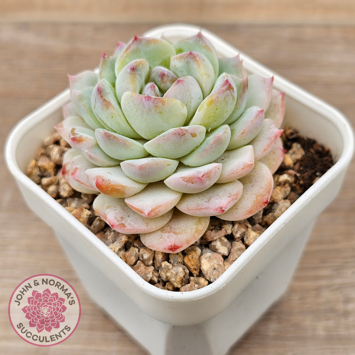 Echeveria 'Pink Ice Heart'