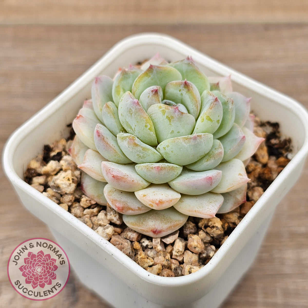 Echeveria 'Pink Ice Heart'