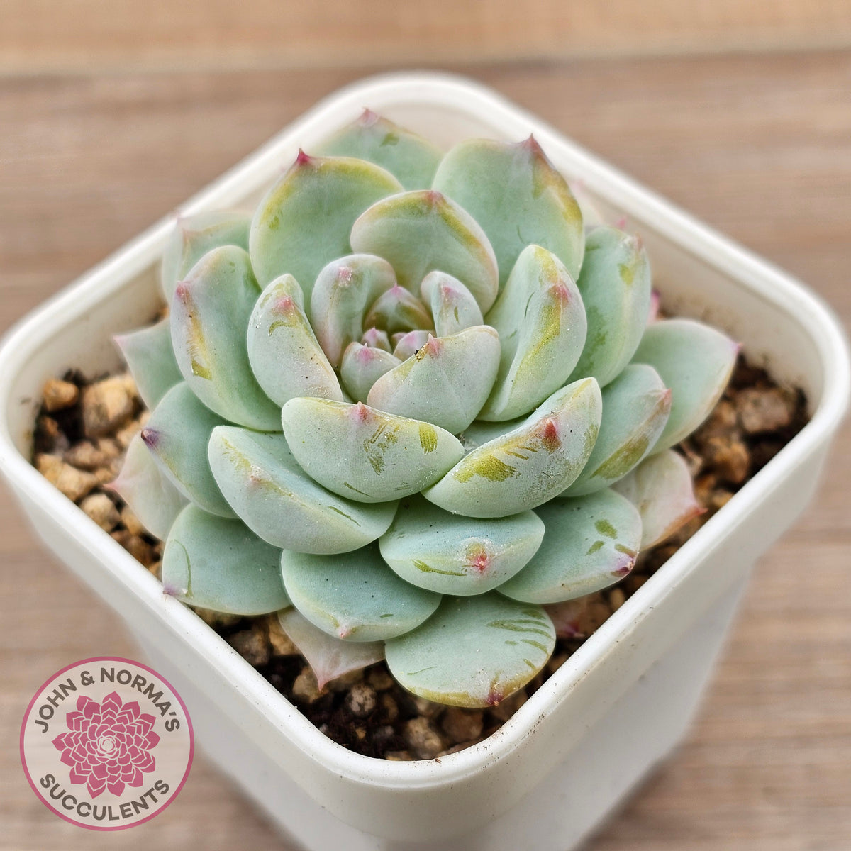 Echeveria 'Pink Ice Heart'