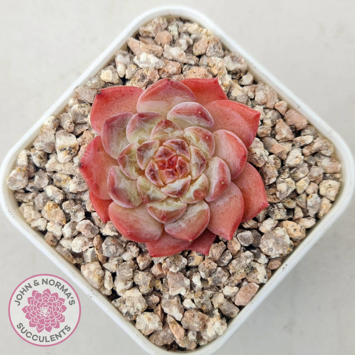 Echeveria 'Pink Ice Heart'