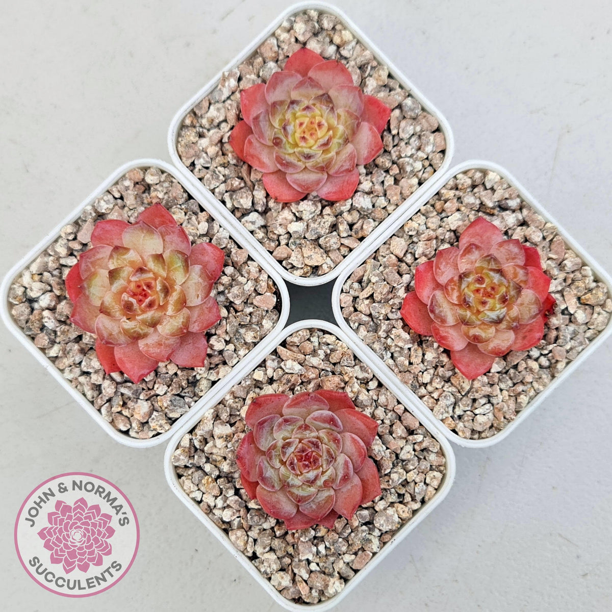 Echeveria 'Pink Ice Heart'