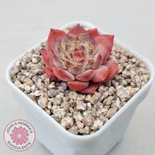 Load image into Gallery viewer, Echeveria 'Pink Ice Heart' - John & Norma's Succulents Australia