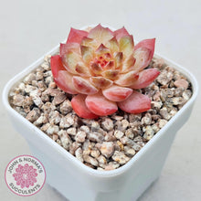 Load image into Gallery viewer, Echeveria 'Pink Ice Heart' - John & Norma's Succulents Australia