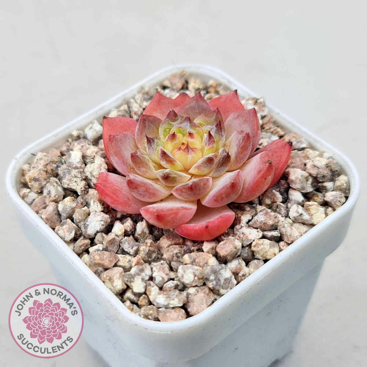 Echeveria 'Pink Ice Heart'