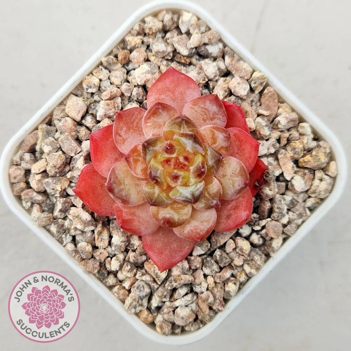 Echeveria 'Pink Ice Heart'