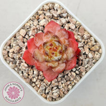 Load image into Gallery viewer, Echeveria 'Pink Ice Heart' - John & Norma's Succulents Australia