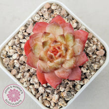 Load image into Gallery viewer, Echeveria 'Pink Ice Heart' - John & Norma's Succulents Australia