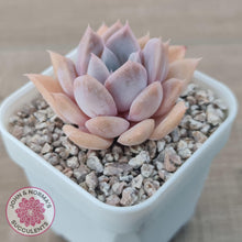 Load image into Gallery viewer, Echeveria 'Pink Ice'