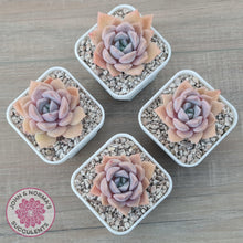 Load image into Gallery viewer, Echeveria 'Pink Ice' - John & Norma's Succulents Australia