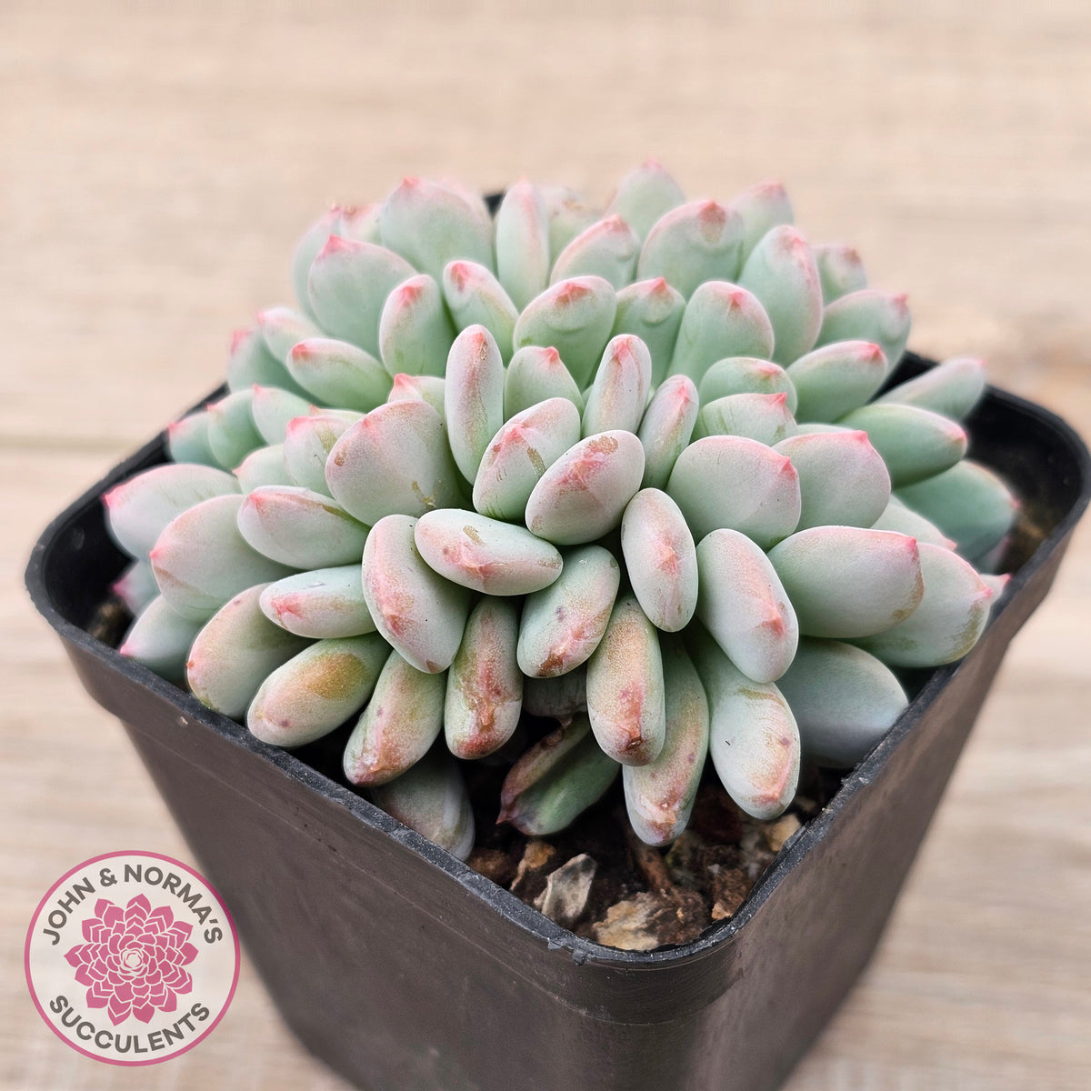 Echeveria 'Pink Jenny' Crested