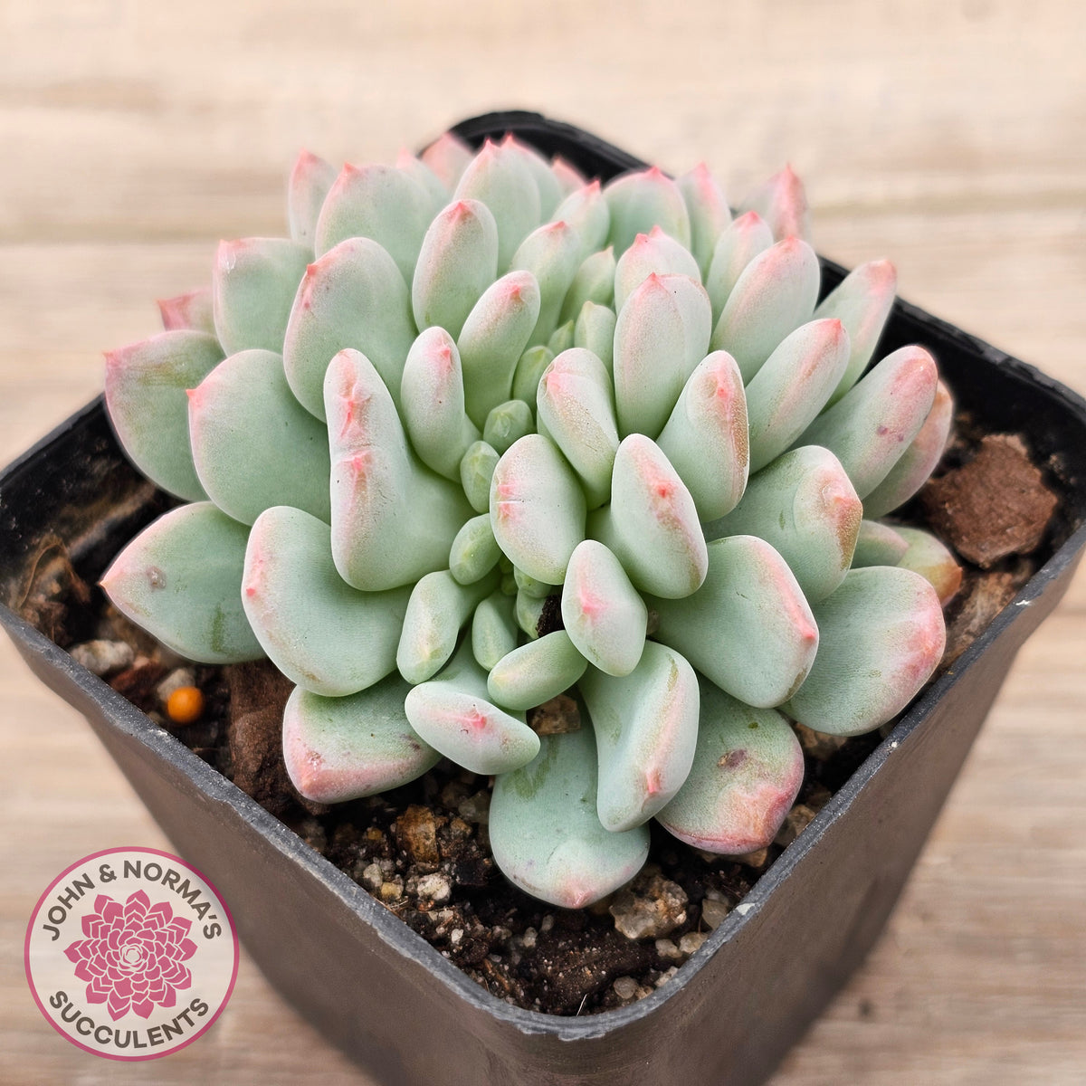 Echeveria 'Pink Jenny' Crested