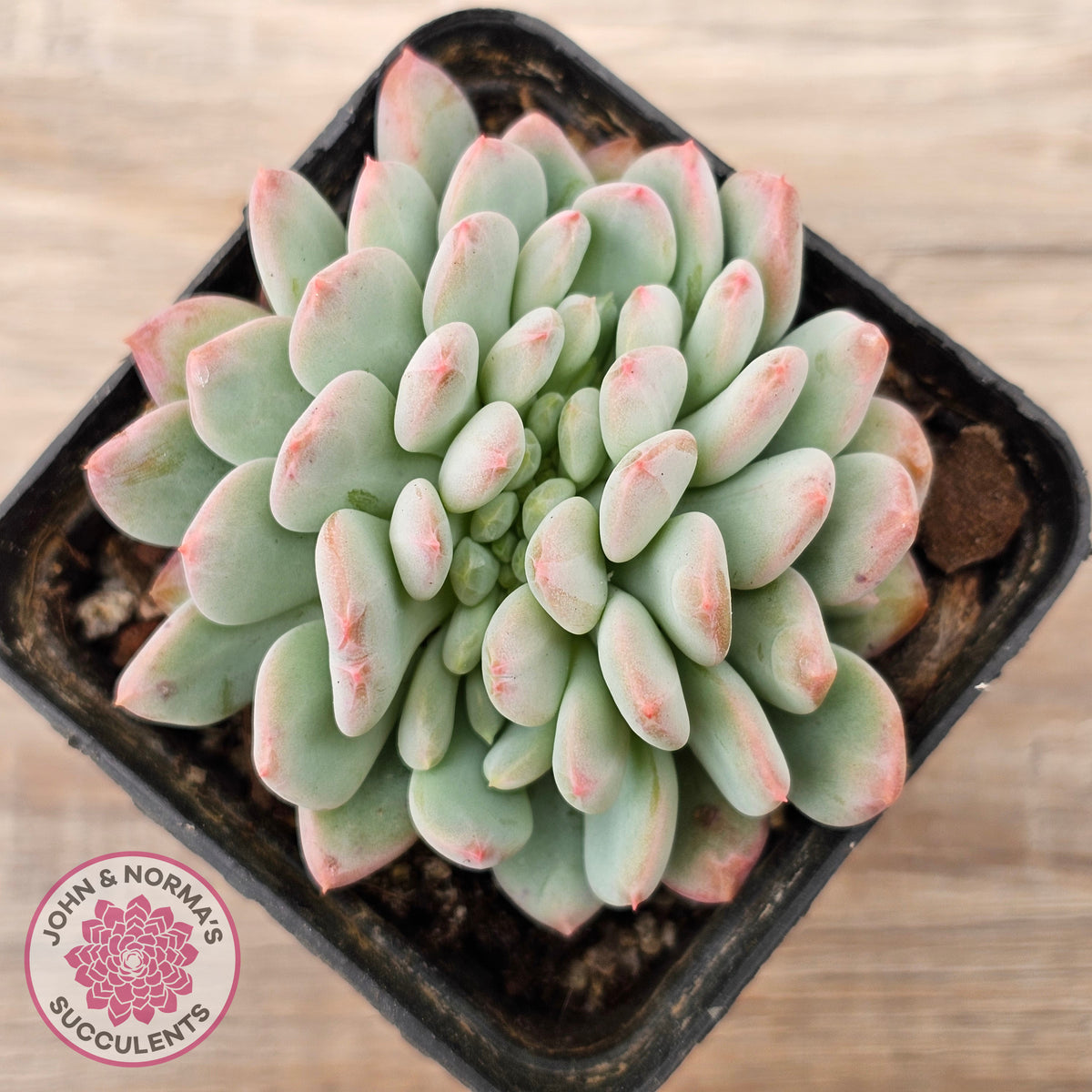 Echeveria 'Pink Jenny' Crested