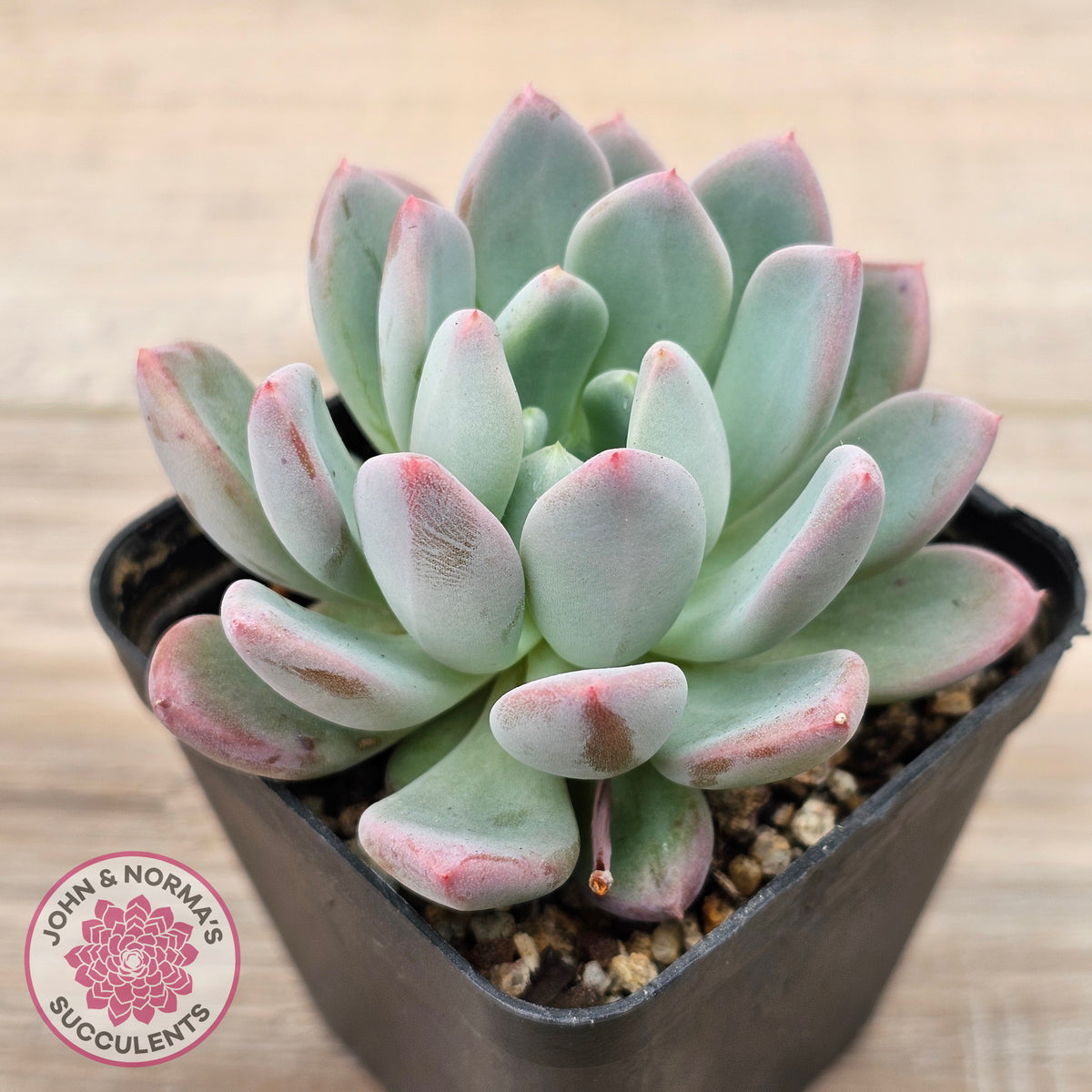 Echeveria 'Pink Jenny'