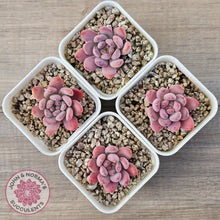 Load image into Gallery viewer, Echeveria 'Pink Jenny'