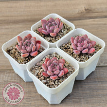 Load image into Gallery viewer, Echeveria 'Pink Jenny'