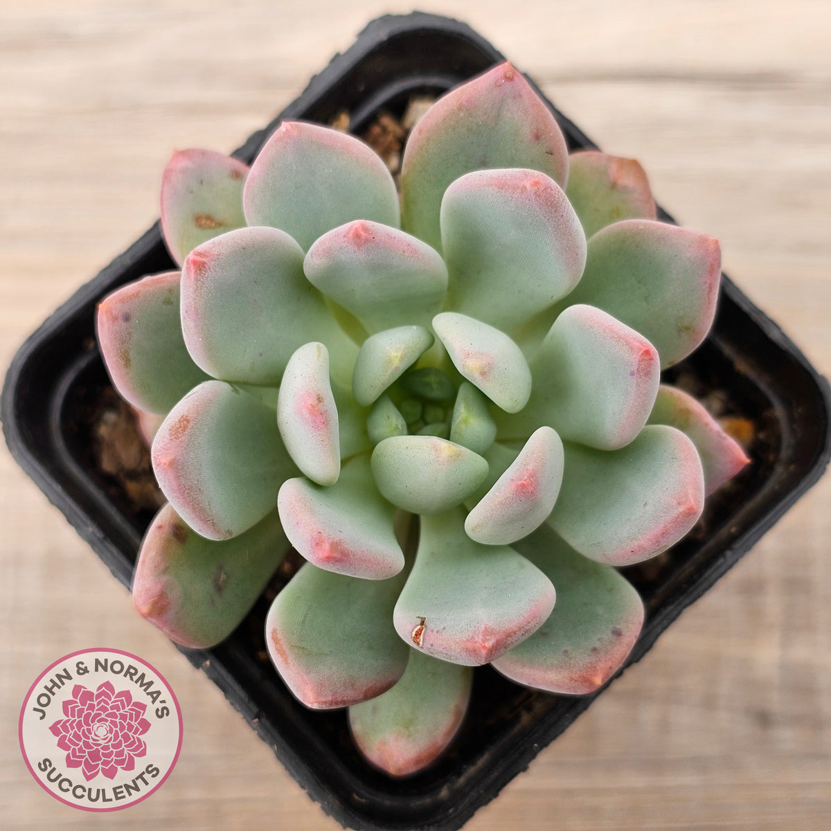 Echeveria 'Pink Jenny'