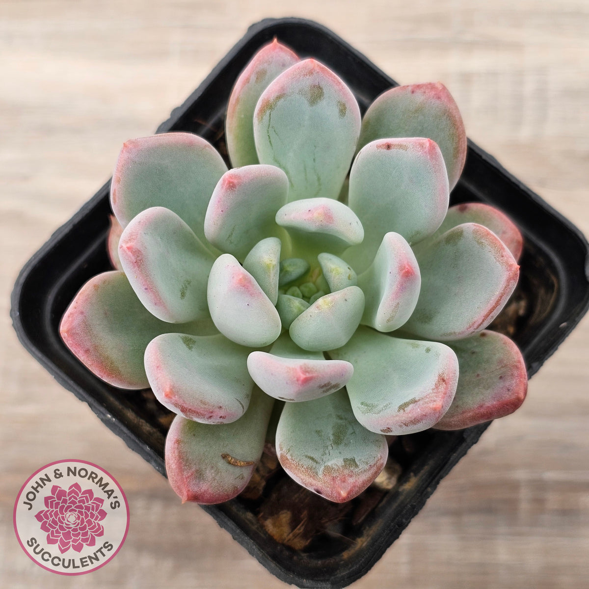 Echeveria 'Pink Jenny'