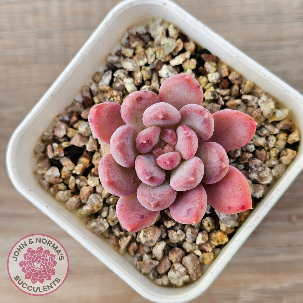 Echeveria 'Pink Jenny'