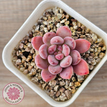 Load image into Gallery viewer, Echeveria 'Pink Jenny'